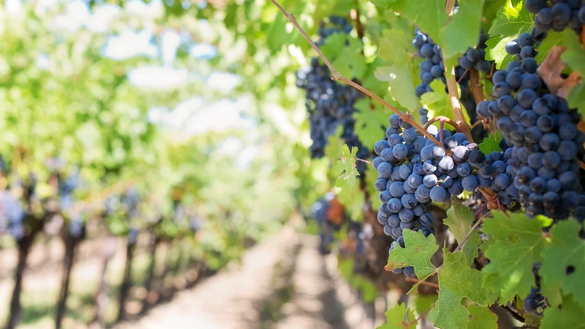 Grapes growing at the McCulloch Wines vineyard